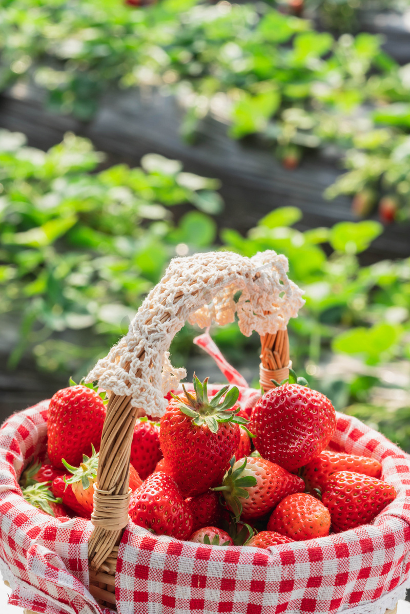 采摘白天奶油草莓草莓园一篮草莓摄影图配图图片