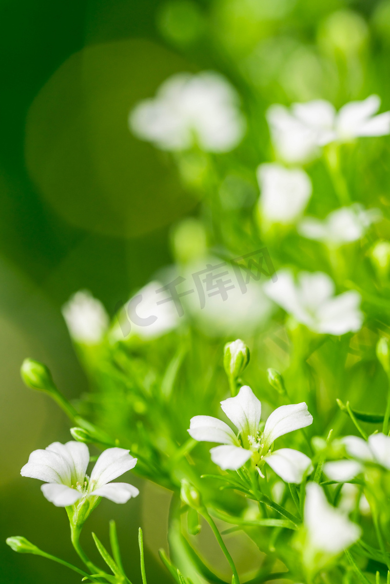 春天立春白天花朵户外植物摄影图配图图片