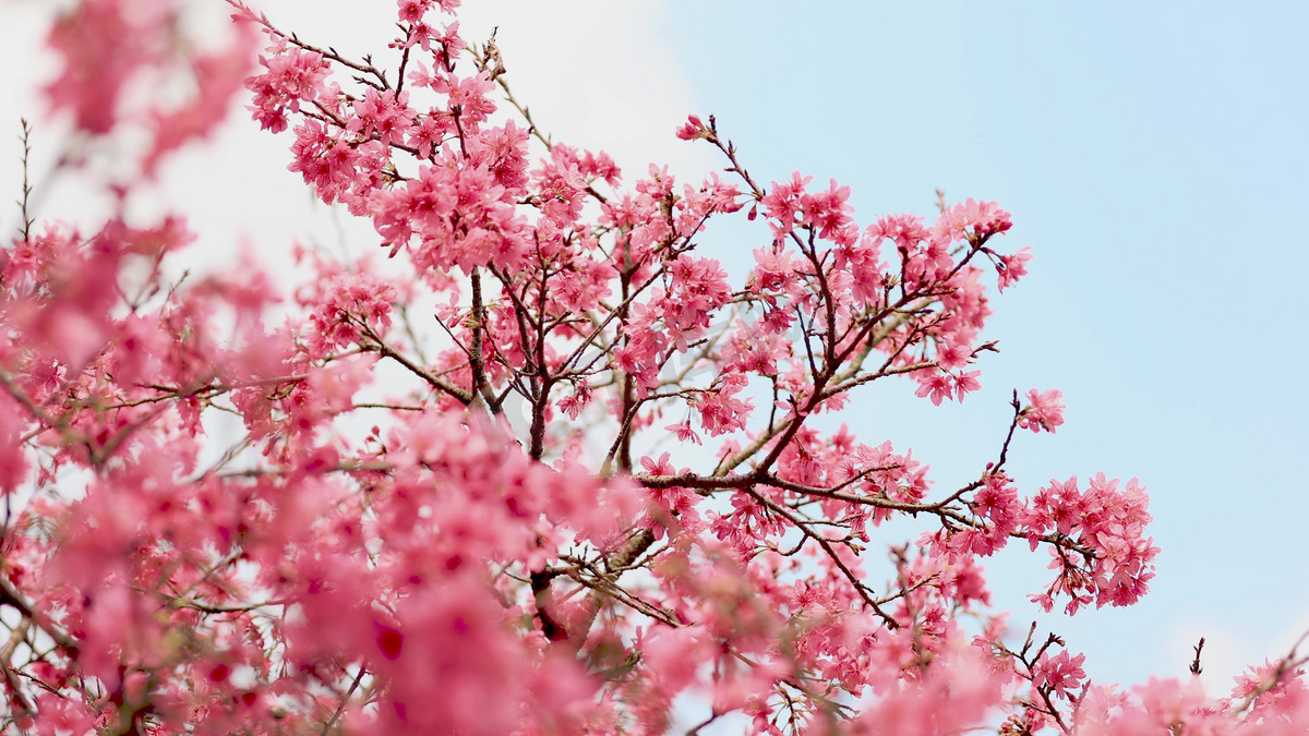 春季春天樱花季盛开的樱花树图片