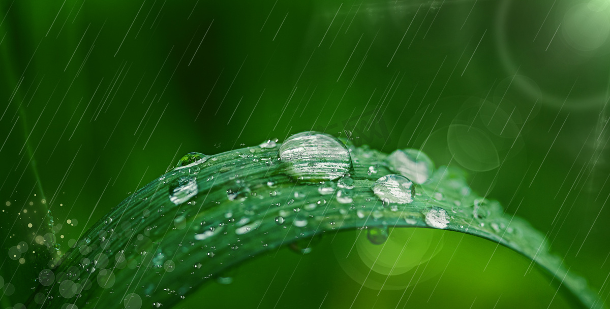 二十四节气谷雨谷雨植物水珠植物下雨摄影图配图图片