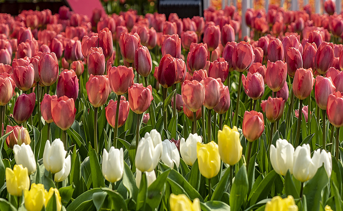 郁金香花白天郁金香春全景摄影图配图图片