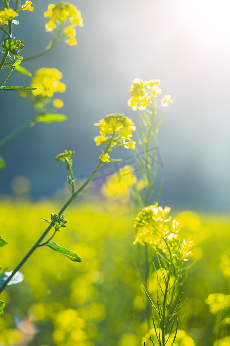 春天阳光下唯美的油菜花摄影图配图图片