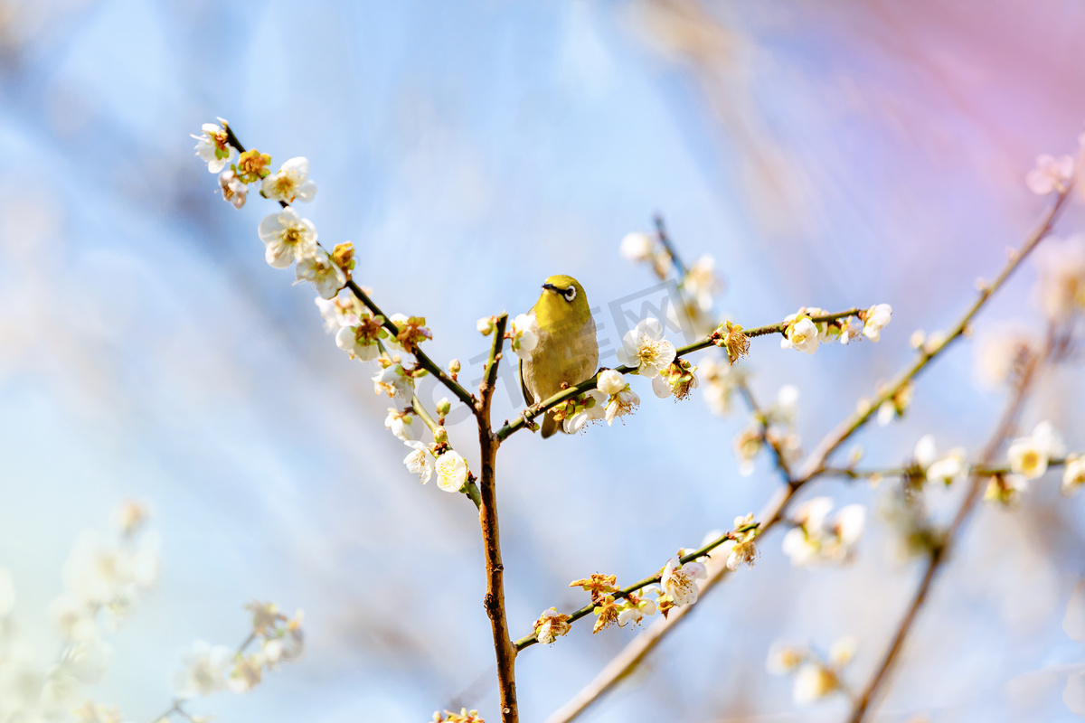梅花小鸟花朵春天春分摄影图配图图片