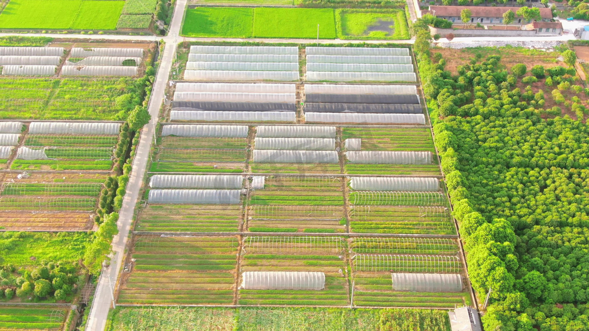 乡村农业大棚种植基地图片