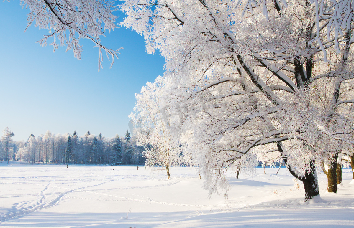 冬季公园在雪中图片