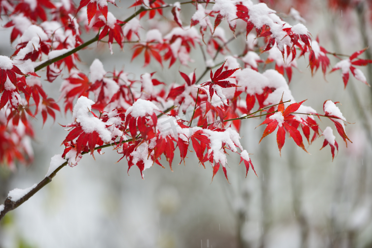 红红的枫叶在雪中图片