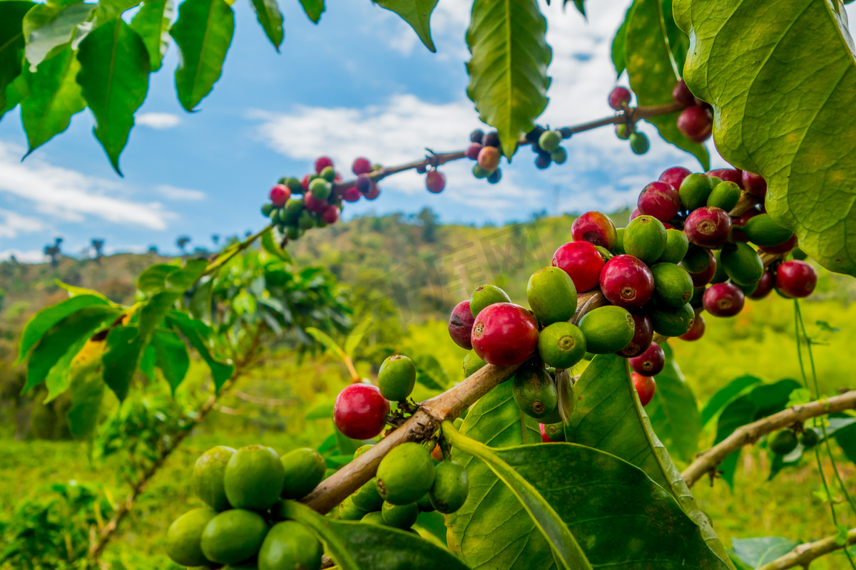 在马尼萨莱斯，哥伦比亚咖啡农场图片