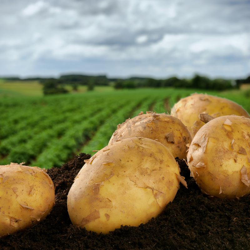 新鲜挖土豆上一个字段图片