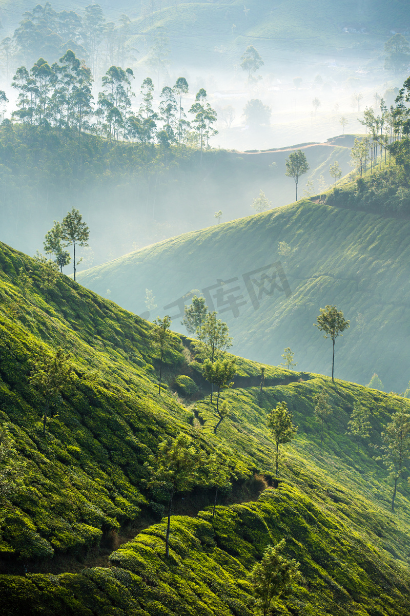 在慕那尔，印度的茶叶种植园图片
