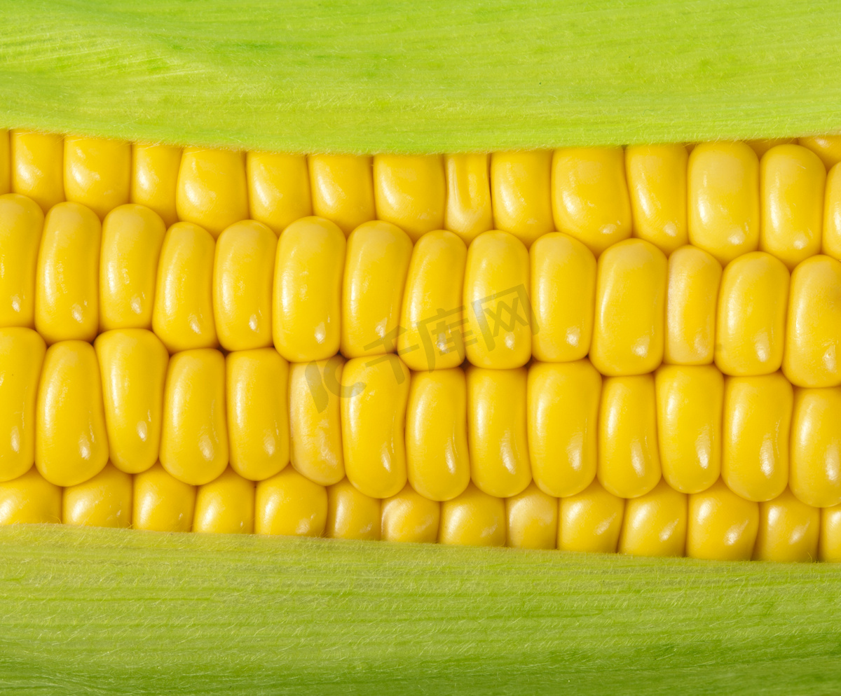 玉米芯上有成熟的玉米图片