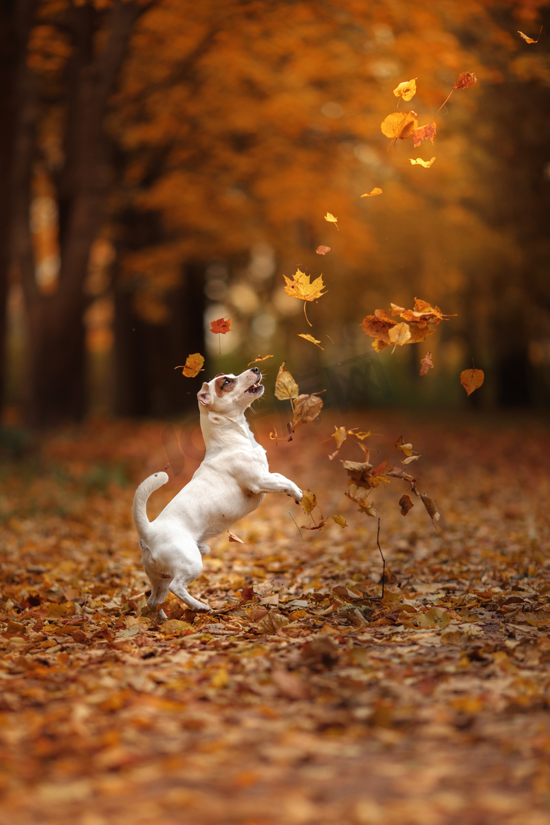 杰克罗素梗犬狗用树叶。金黄色和红色的颜色，在公园散步图片