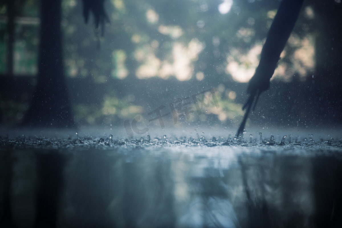 热带雨图片