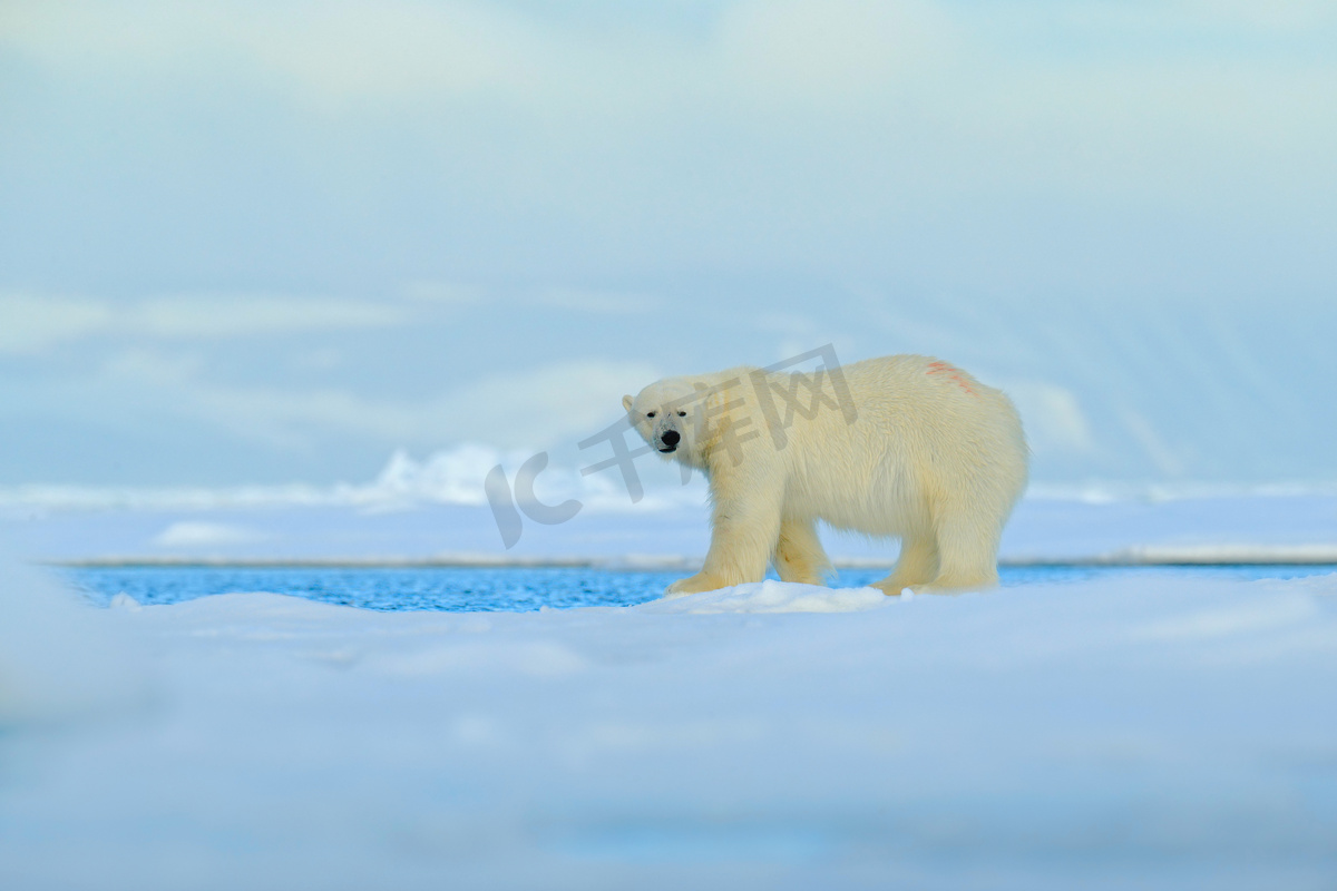 大北极熊在冰上图片
