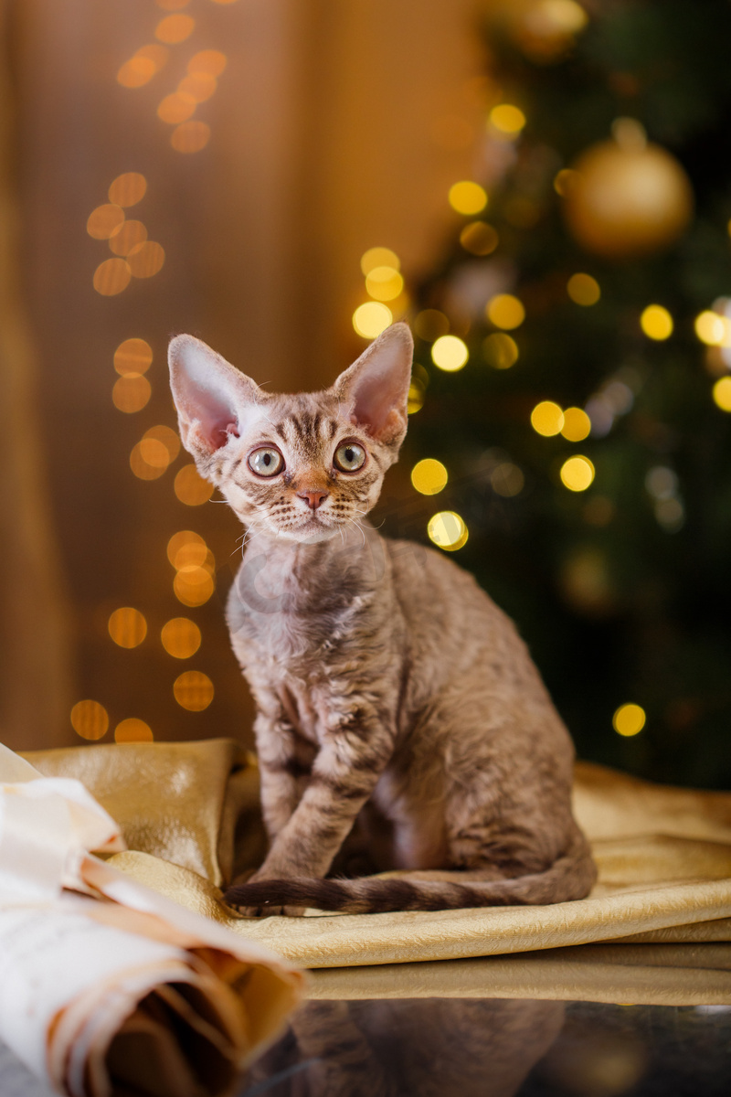 德文郡 Rex 猫，圣诞节和新年图片