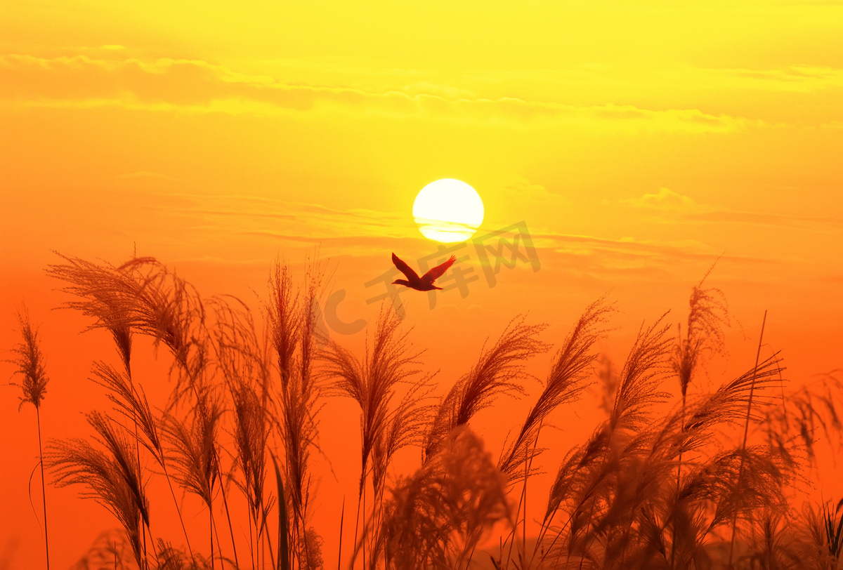 夕阳西下一只飞鸟在天空的背景图片
