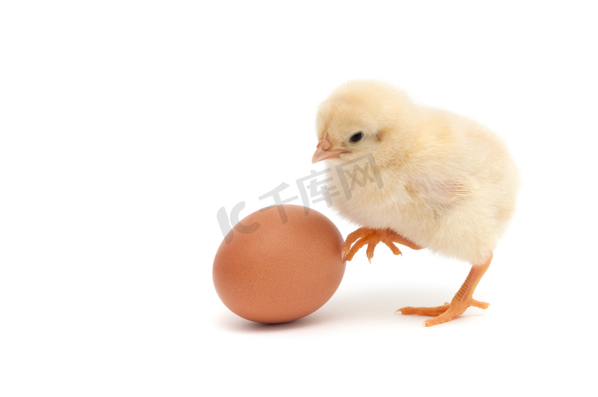 小鸡站附近蛋。白色背景上孤立图片
