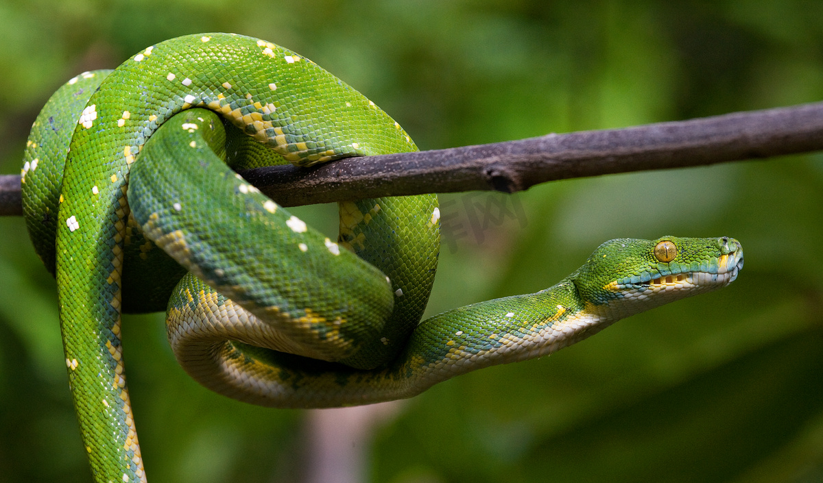 绿色 python 上树早午餐图片