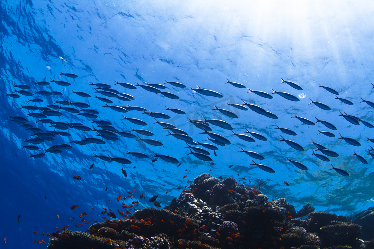 鱼群游遍美丽的珊瑚在反映水表面与角在阳光下图片