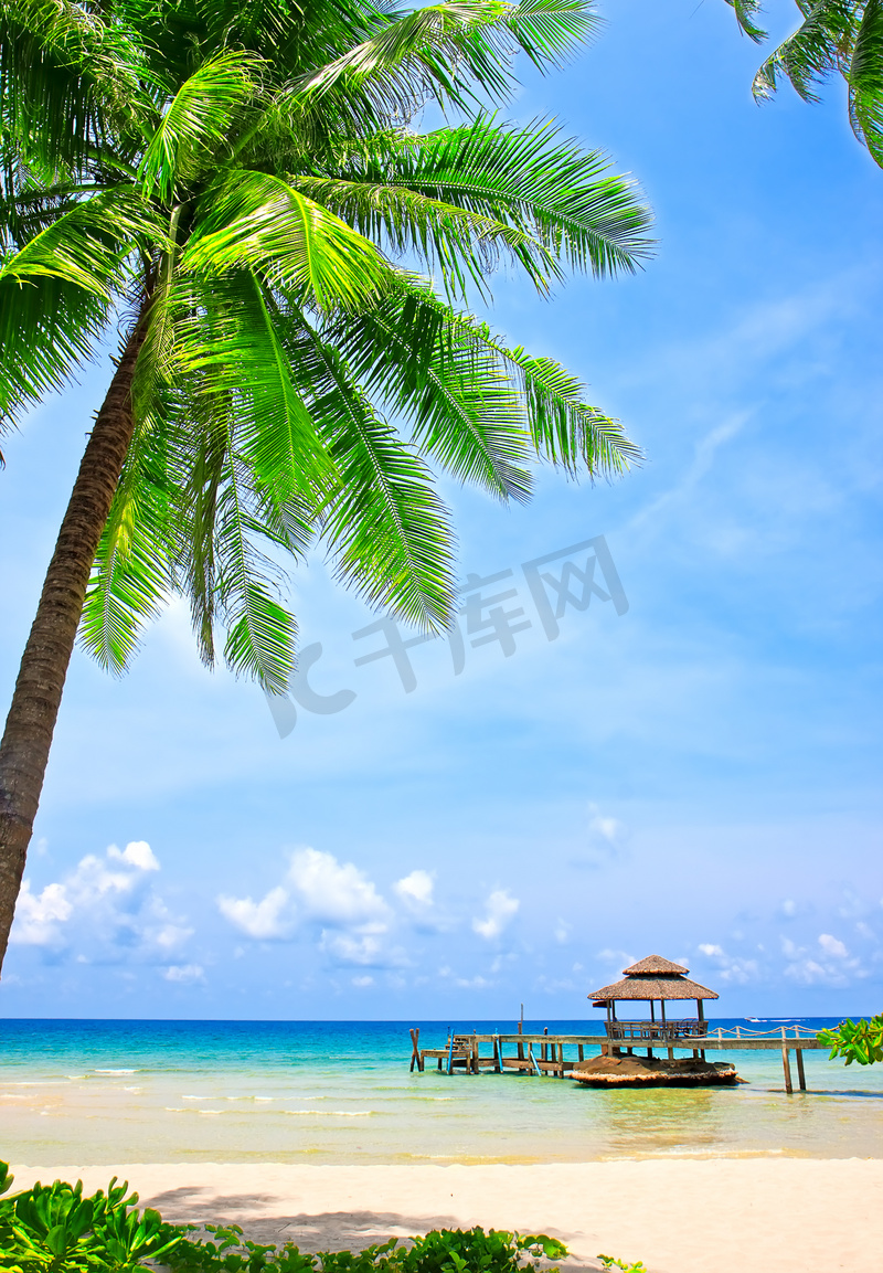 棕榈树在热带完美的海滩图片