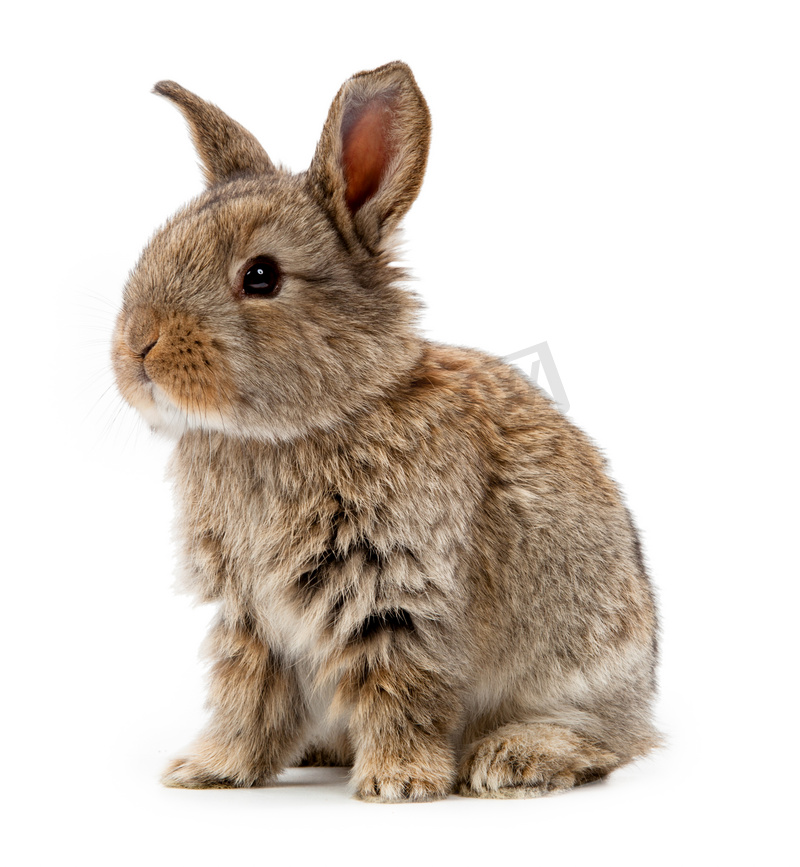 动物。孤立在白色背景上的兔子图片