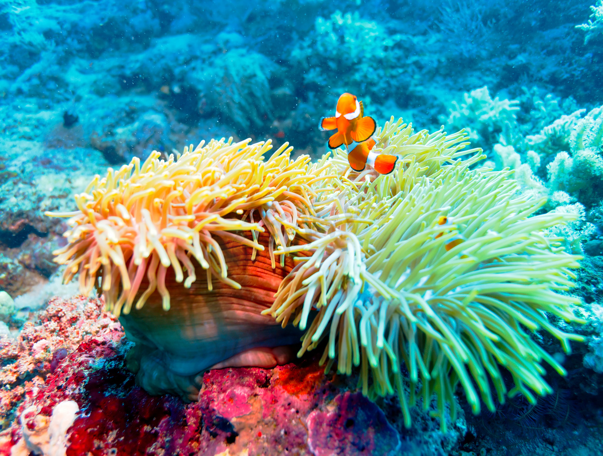 热带鱼多彩的珊瑚礁附近图片