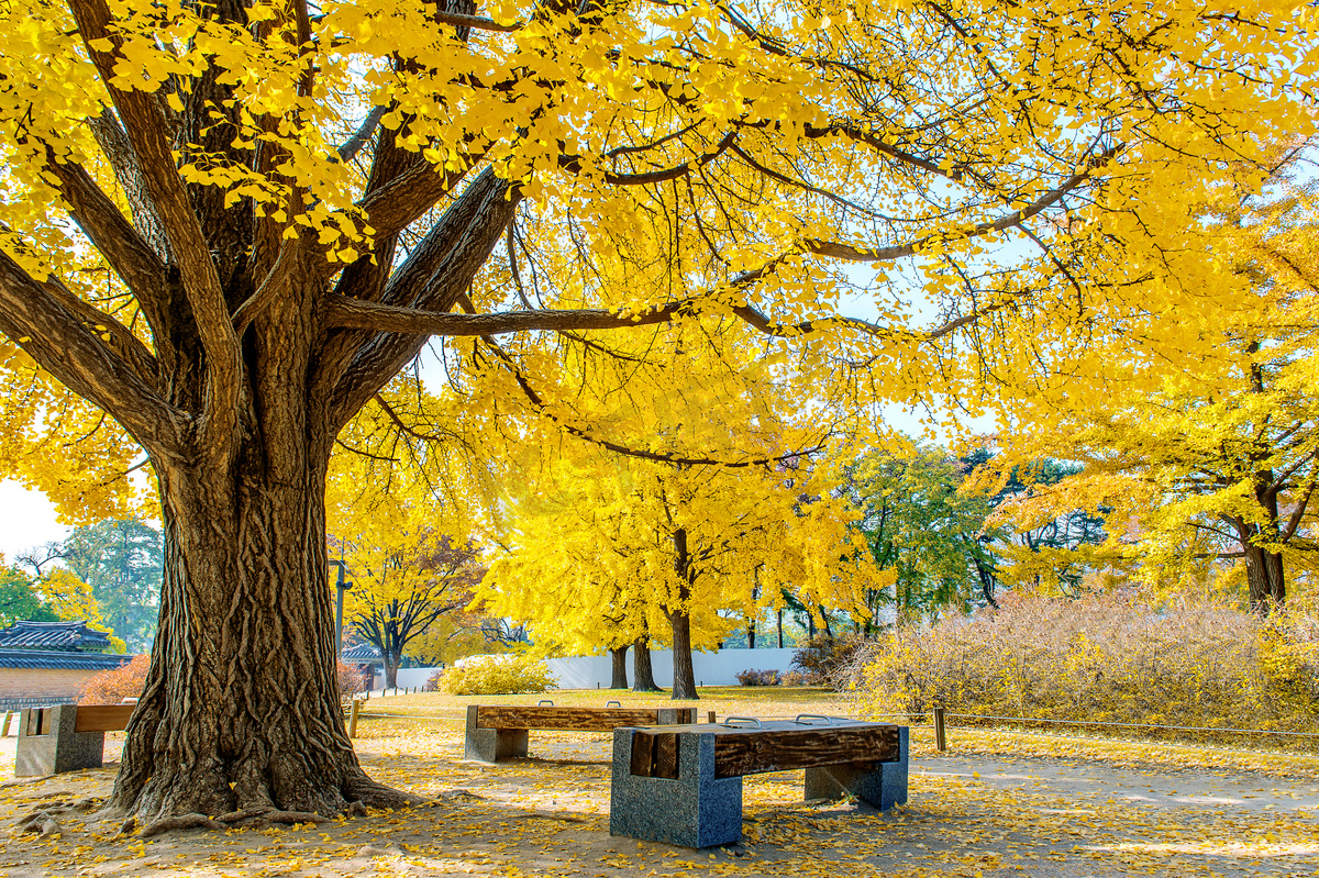 秋天在韩国景福宫.图片