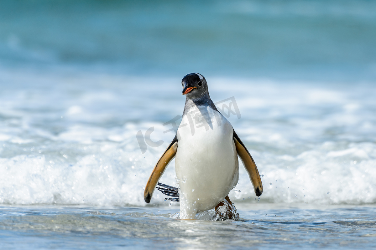 巴布亚企鹅和一波.图片