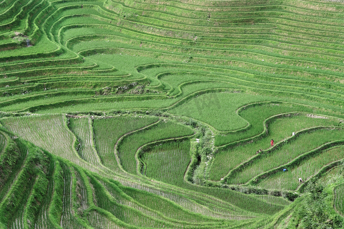 水稻梯田、 桂林中国图片