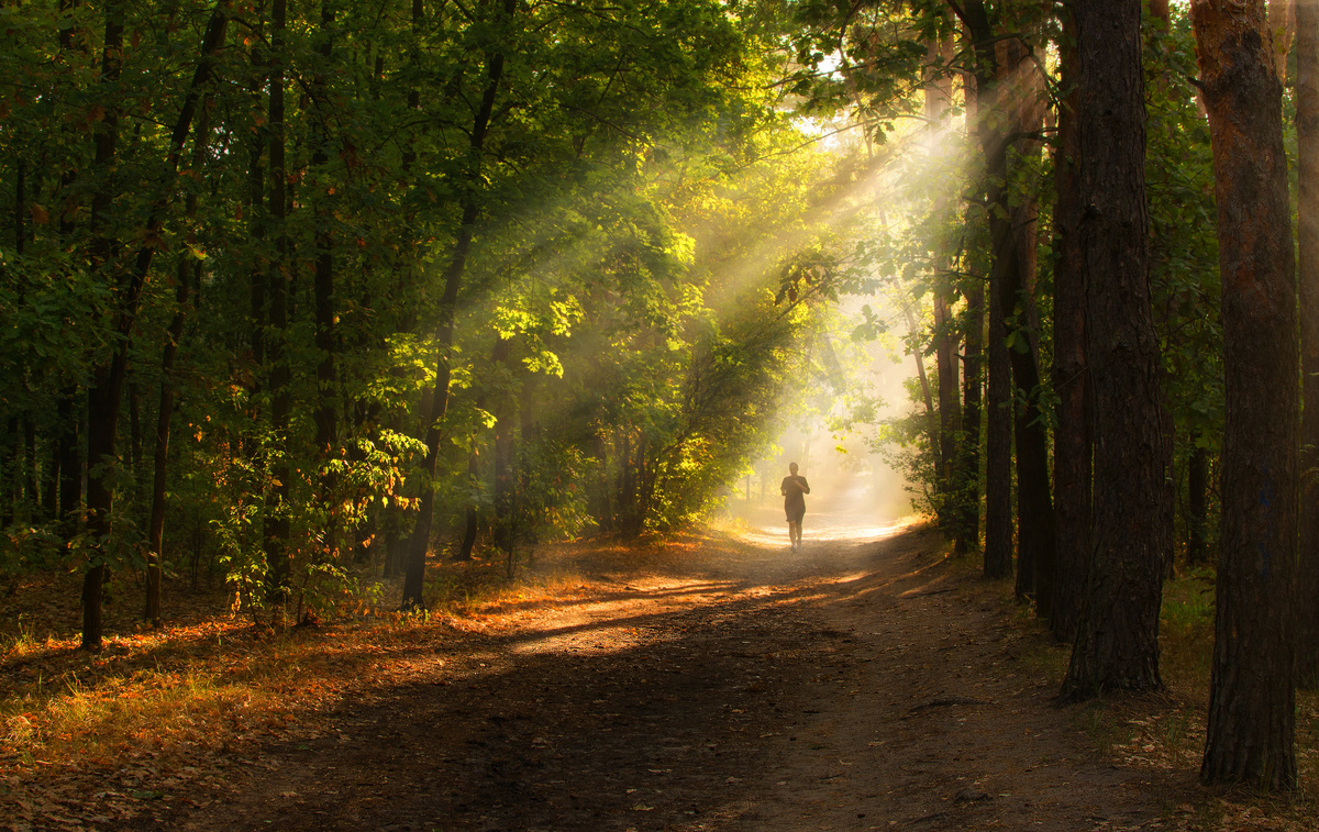 早晨在森林里。太阳光线。漫步大自然.图片