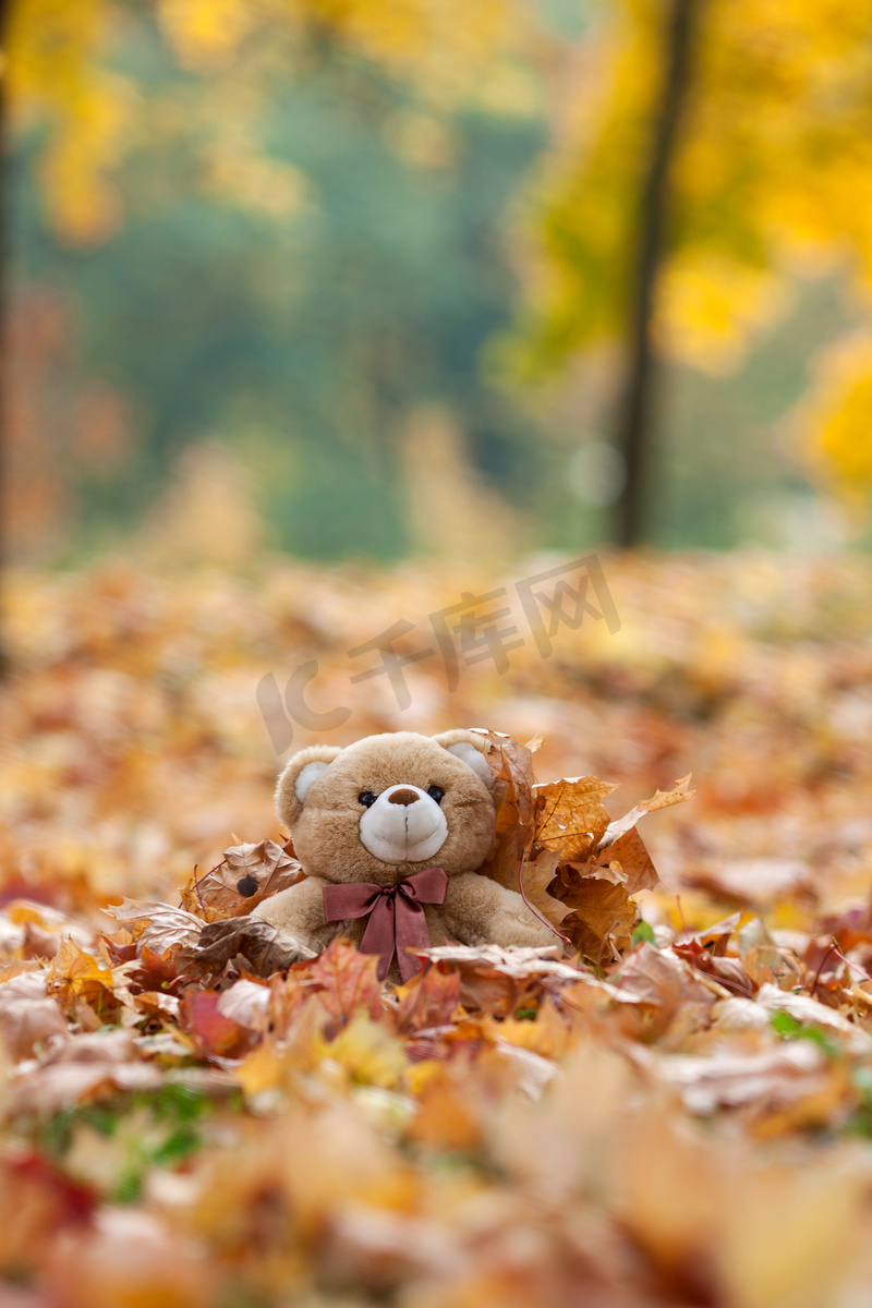 复古泰迪熊在秋天的落叶图片
