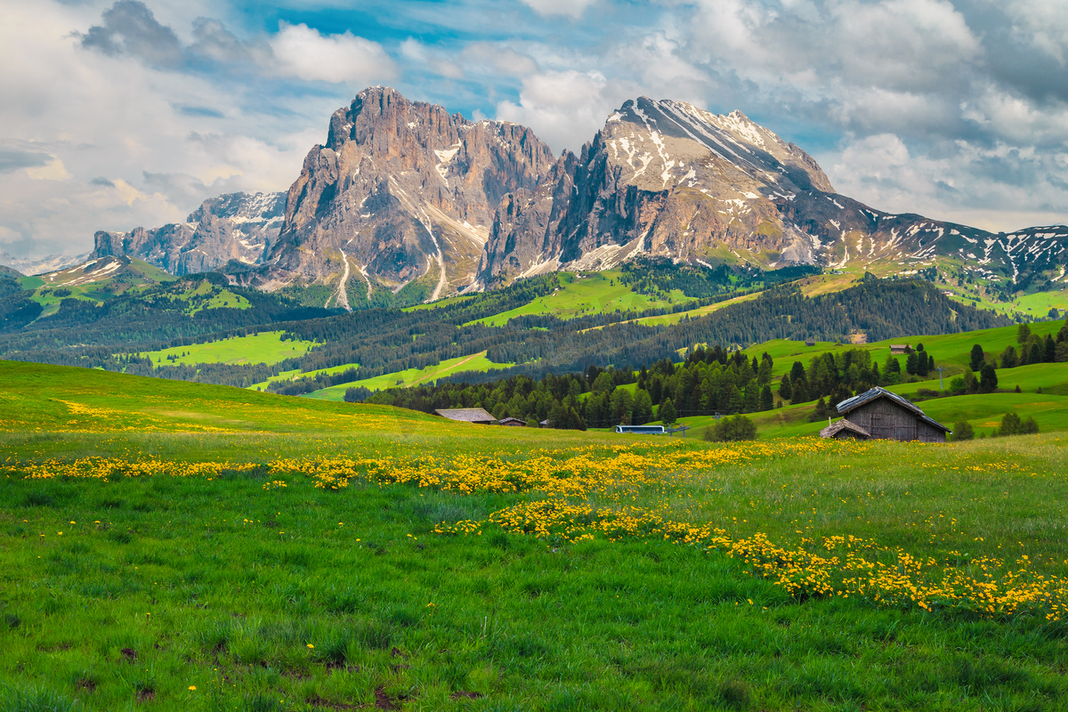 Admirable summer scenery with yellow flowers and snowy mountains in background, Alpe di Siusi - Seiser Alm resort, Dolomites, Italy, Europe图片