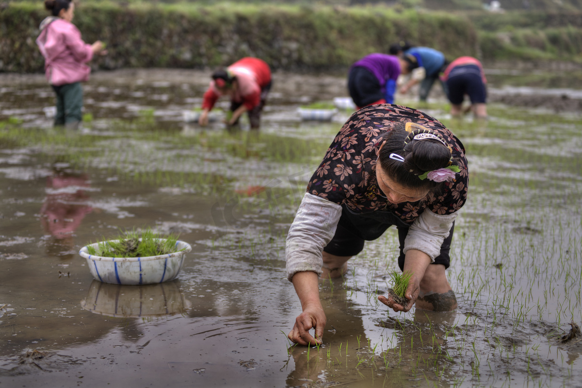 农业工作，亚洲妇女水稻育苗移栽在茹图片