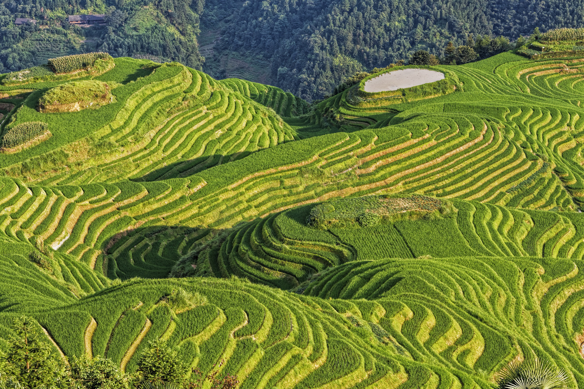 龙脊梯田的一部分位于平安村北部的桂林市广西壮族自治区 中国广西省图片