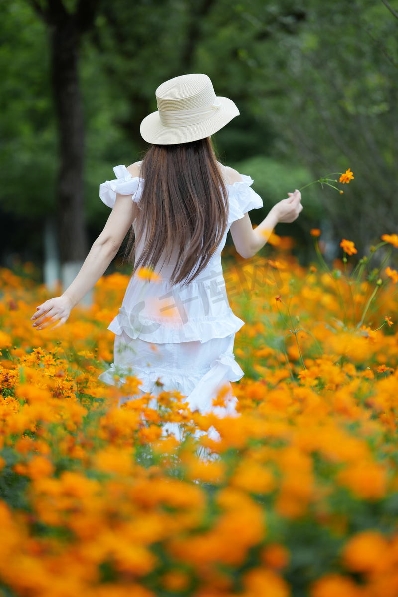 小雏菊花海穿着白色裙子的女子背影摄影图配图图片