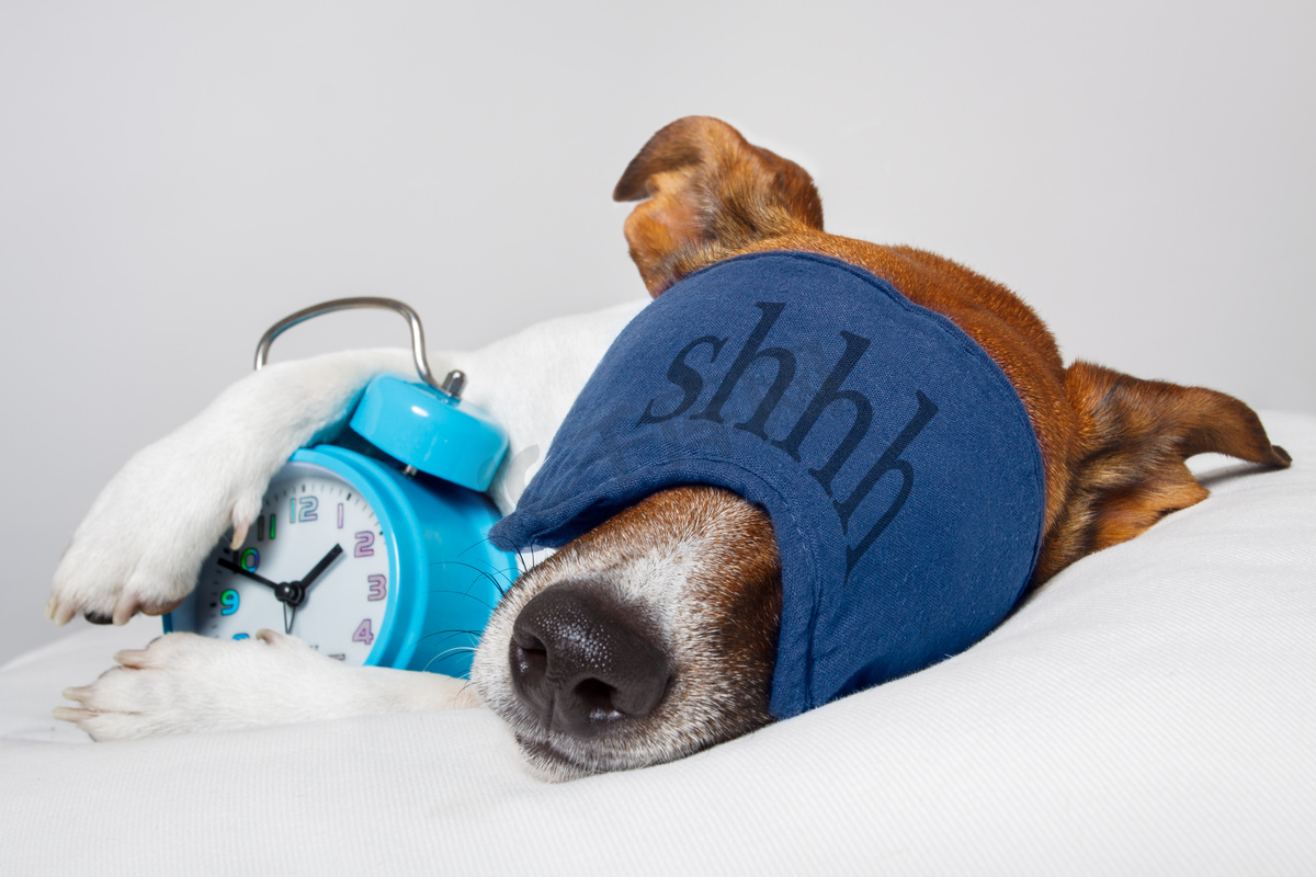 狗与闹钟睡眠和睡眠面膜图片