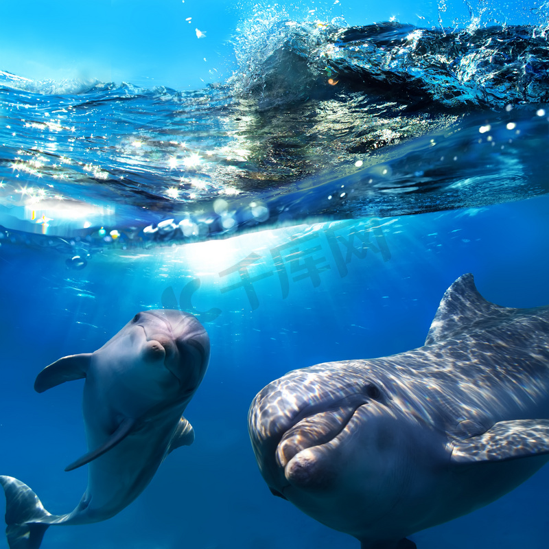 两个搞笑海豚非常接近水下微笑相机图片