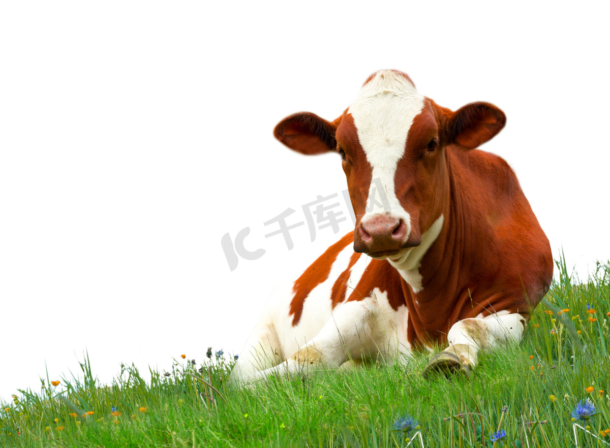 牛在草地上图片