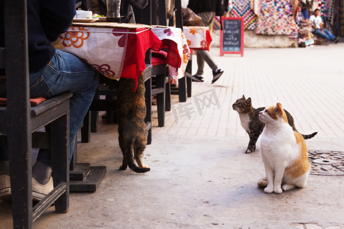 饿了街头的猫坐在摩洛哥马拉喀什餐厅表图片