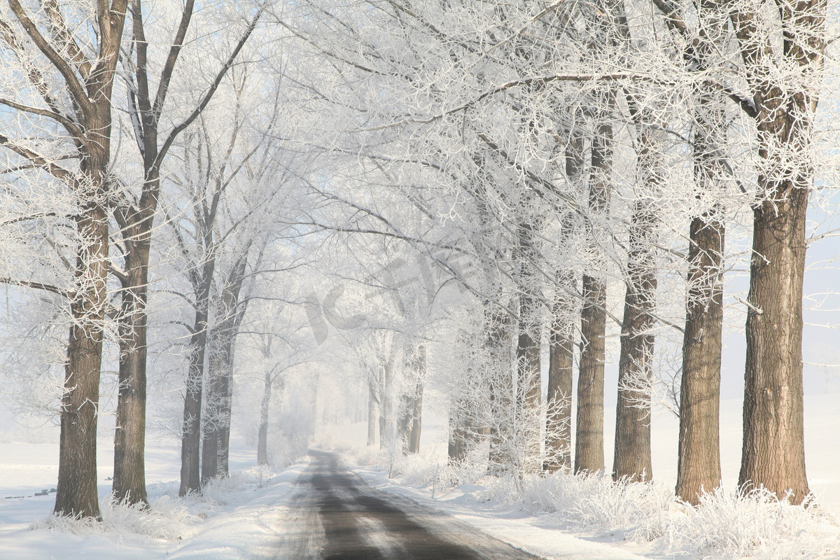 冬天乡村道路除霜花树图片