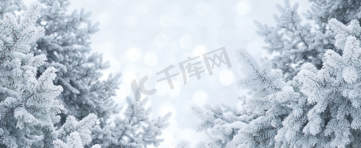 冬天抽象背景。在霜冻的松树树枝的圣诞景观图片