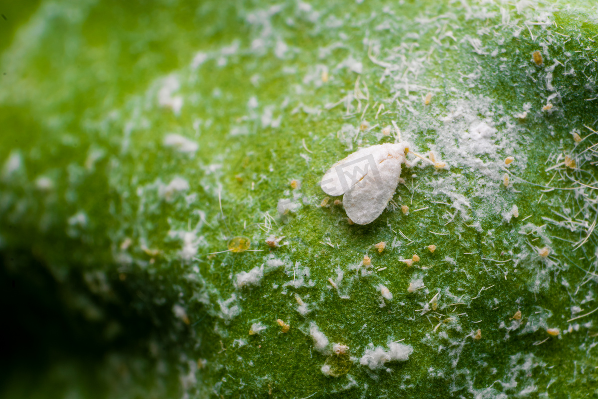 白蝇是各种农作物的害虫.这些是会影响作物产量的吸吮性害虫.图片