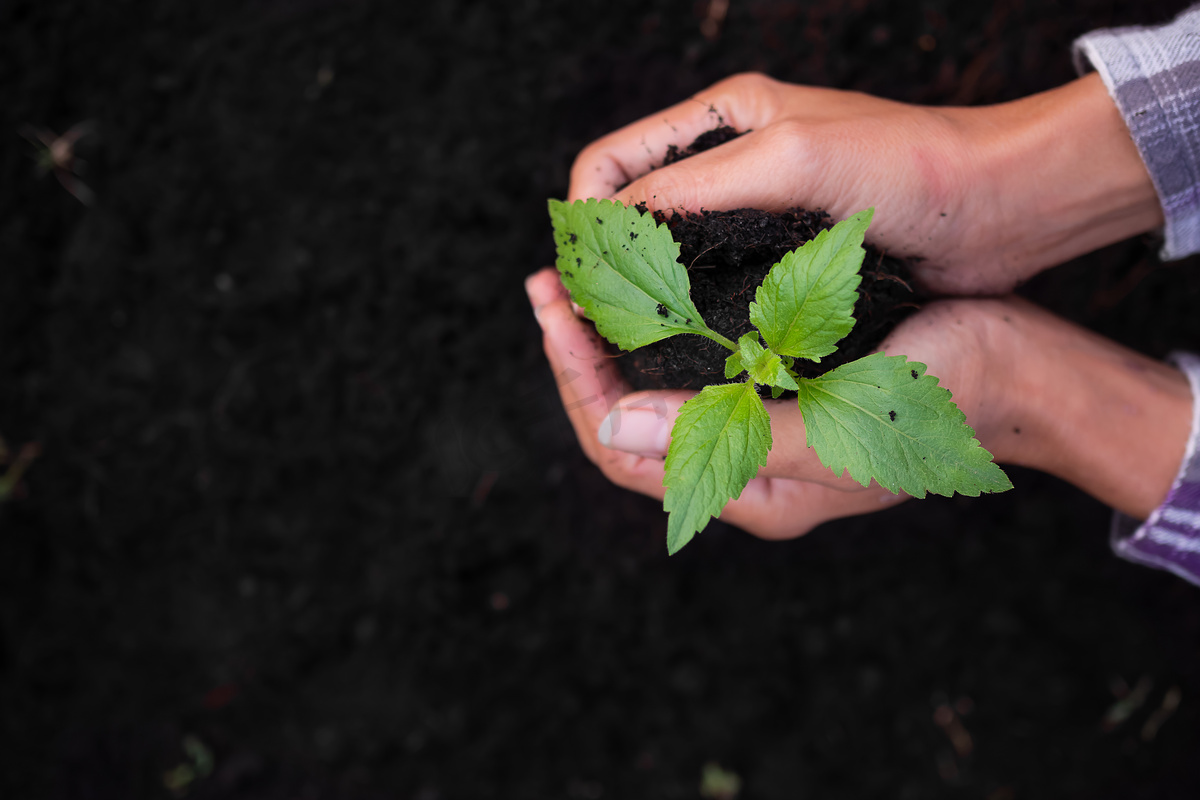 在土壤上紧密扶持小树。植树是为了保护环境，植树日，卡片是世界地球日的概念。植树领头羊植树.图片