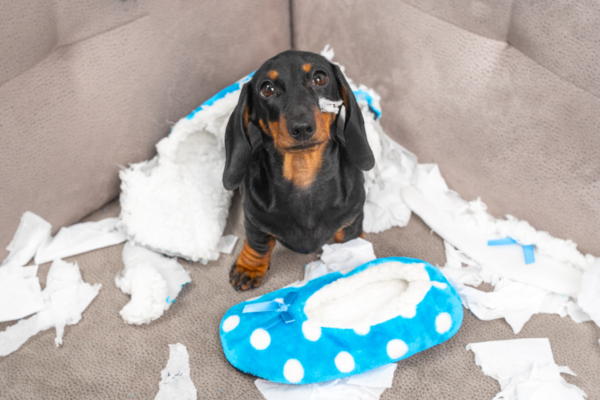 赫斯 · 达什温德的小狗被一个人丢在家里，开始弄得一团糟。宠物撕碎家具,咀嚼主人的拖鞋.小狗宝宝正坐在混乱之中，可怜地抬起头来.图片