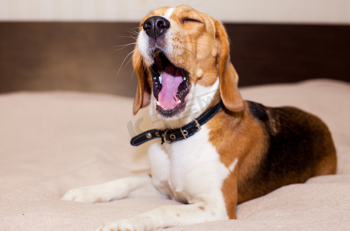 Beagle 犬想要在家里睡觉图片