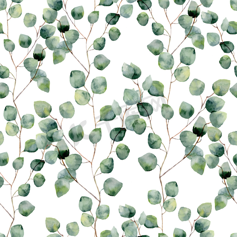 水彩绿色无缝花纹与圆的桉树叶。手绘用树枝和树叶的银元桉树孤立在白色背景上的模式。设计或背景图片