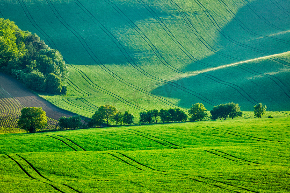 Rolling summer landscape of Moravia图片