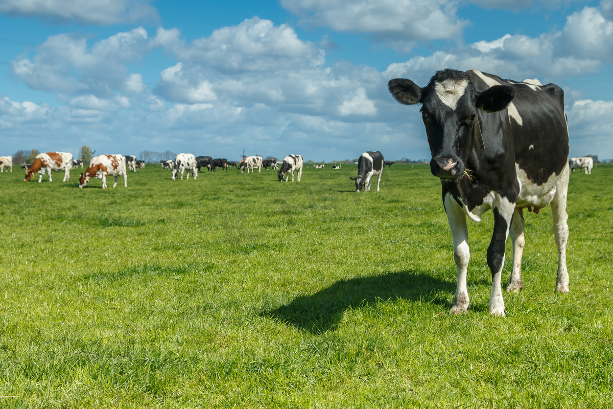 在一块草地上的荷兰奶牛图片
