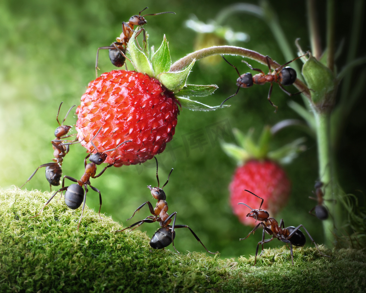 蚂蚁，采摘野生草莓，农业团队合作团队图片