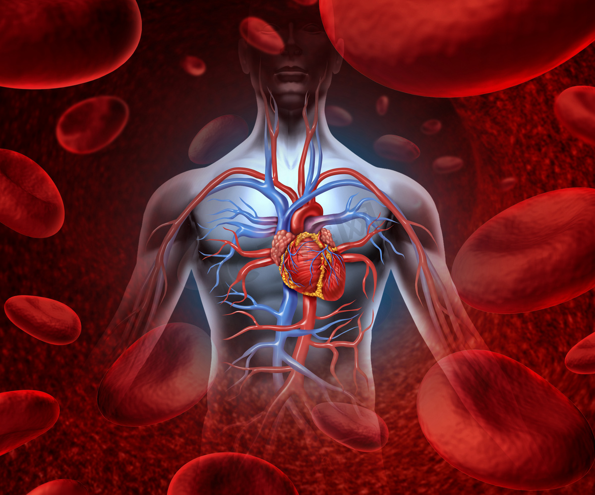 人的心脏血液系统图片