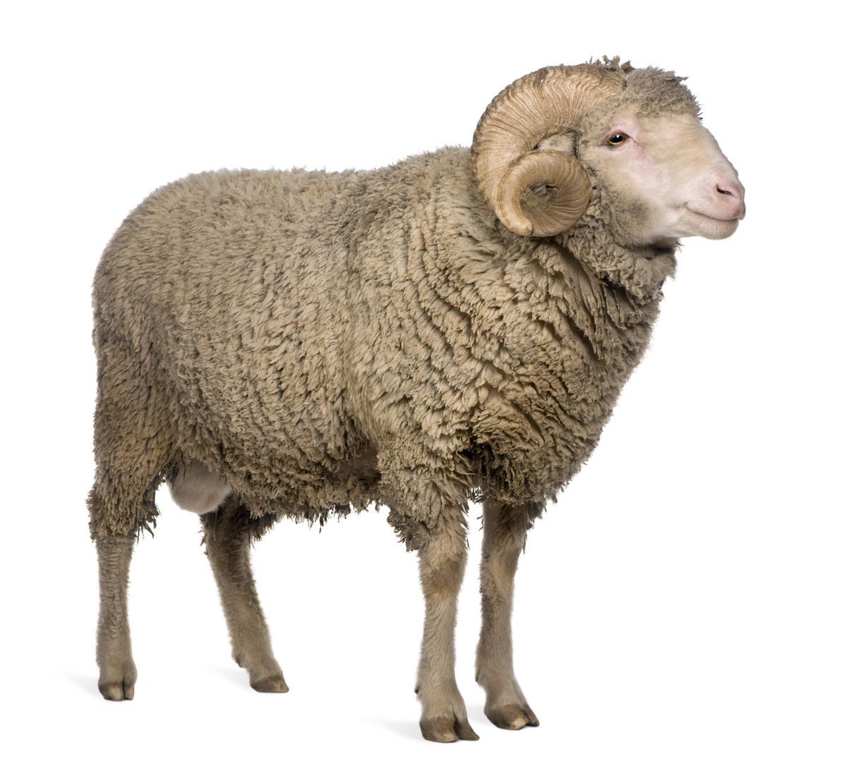 阿维尼翁美利奴羊，ram，3 岁，站在白色背景前图片